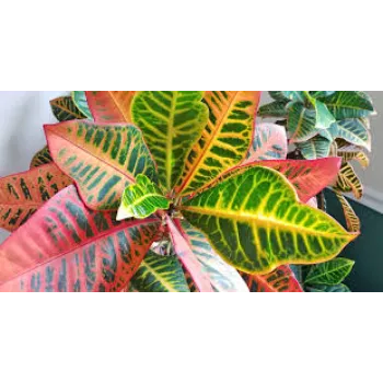Natural Croton Plant